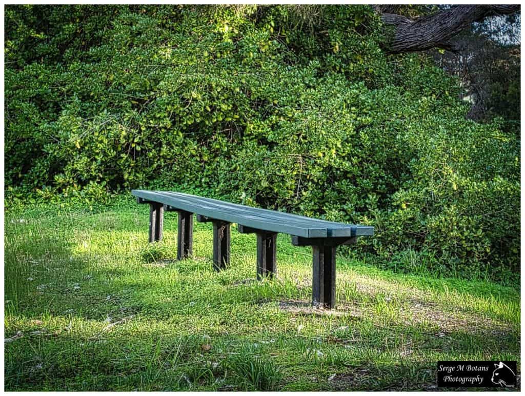 Lonely park bench surrounded by greenery.
