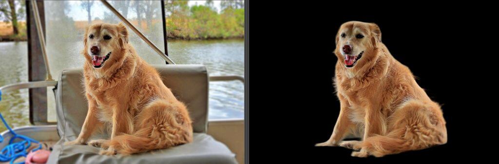 Happy golden retriever sitting by the water.